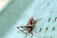Pholidoptera griseoaptera