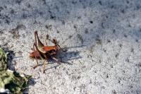 Pholidoptera griseoaptera