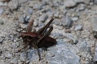 Pholidoptera griseoaptera