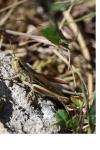 Euchorthippus declivus