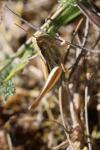 Euchorthippus declivus