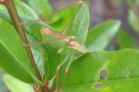 Leptophyes punctatissima