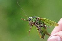 Decticus verrucivorus verrucivorus