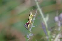 Miramella alpina subalpina