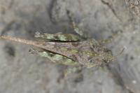 Tetrix ceperoi ceperoi