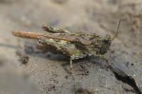 Tetrix ceperoi ceperoi