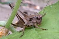 Pholidoptera griseoaptera