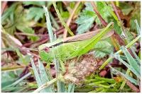 Mecostethus parapleurus parapleurus