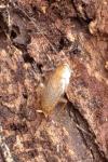 Ectobius pallidus