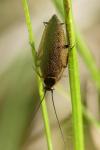Ectobius lapponicus