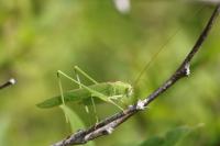 Phaneroptera nana