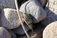 Oedipoda caerulescens caerulescens