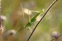 Phaneroptera falcata