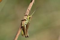 Pseudochorthippus parallelus parallelus