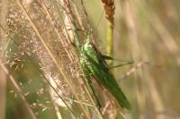 Tettigonia viridissima