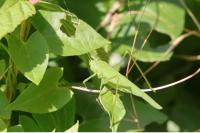 Phaneroptera nana