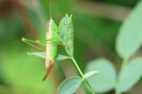 Conocephalus fuscus fuscus