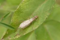 Oecanthus pellucens pellucens