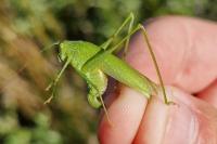 Phaneroptera nana
