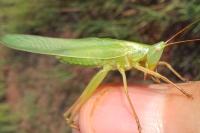 Ruspolia nitidula