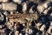 Calliptamus italicus