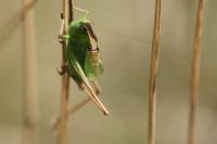 Bicolorana bicolor