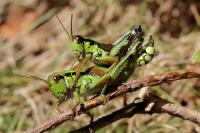 Miramella alpina subalpina