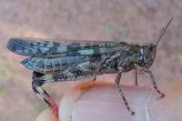 Aiolopus thalassinus thalassinus