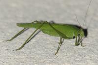 Phaneroptera nana