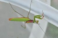 Mantis religiosa