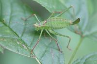 Leptophyes punctatissima