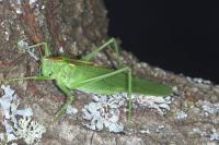 Tettigonia viridissima