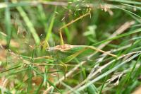 Tettigonia cantans