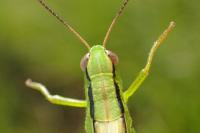 Mecostethus parapleurus parapleurus
