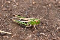 Stenobothrus lineatus lineatus