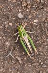 Stenobothrus lineatus lineatus