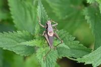 Pholidoptera griseoaptera