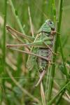 Decticus verrucivorus verrucivorus
