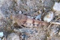 Oedipoda caerulescens caerulescens