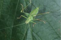 Leptophyes punctatissima