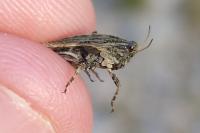 Tetrix undulata