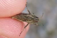 Tetrix undulata