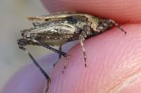 Tetrix undulata