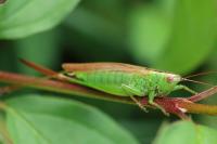 Conocephalus fuscus fuscus