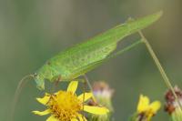 Phaneroptera falcata