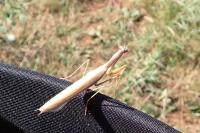 Mantis religiosa