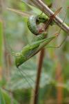 Conocephalus fuscus fuscus