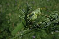 Tettigonia viridissima