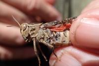 Oedipoda germanica germanica