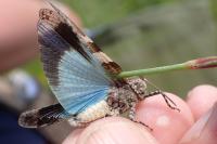 Oedipoda caerulescens caerulescens